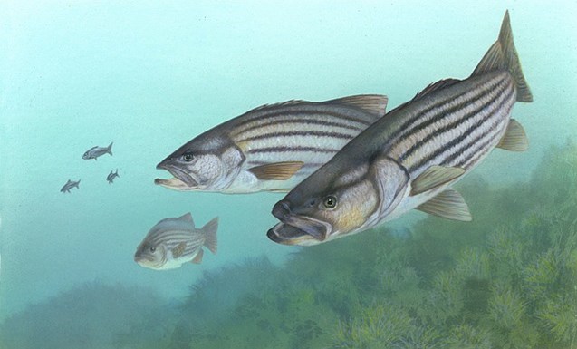 perch-67735_640
