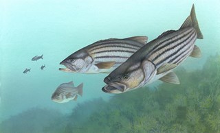 perch-67735_640